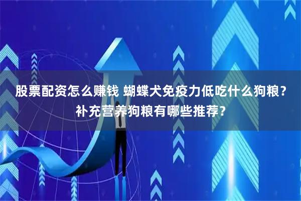 股票配资怎么赚钱 蝴蝶犬免疫力低吃什么狗粮？补充营养狗粮有哪些推荐？